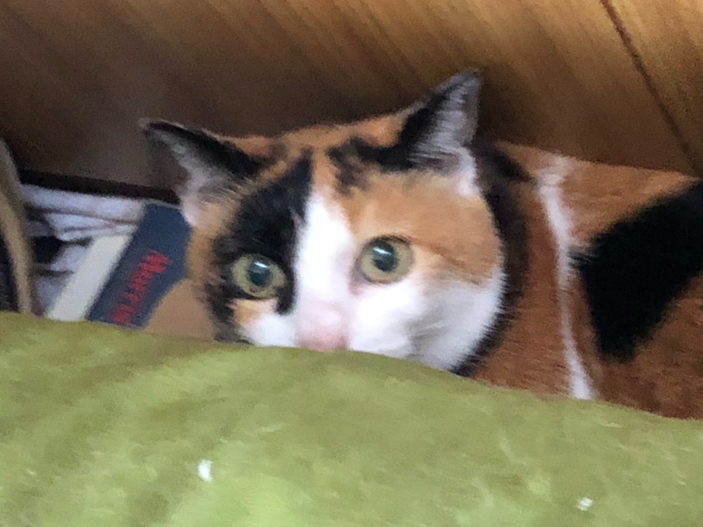たつや