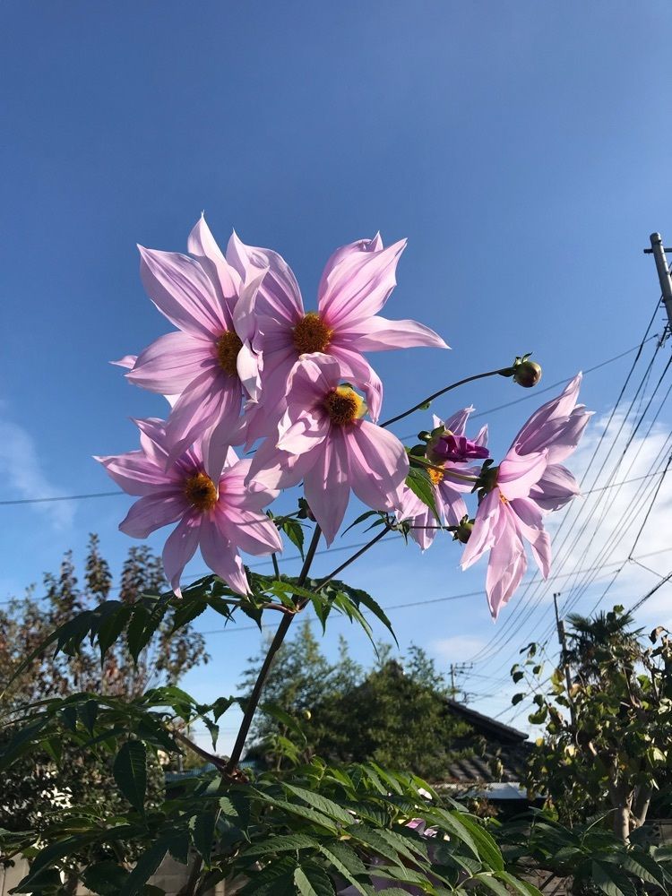 皇帝花