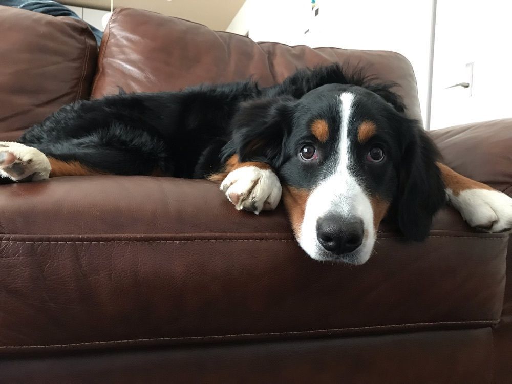 BUN子🐶