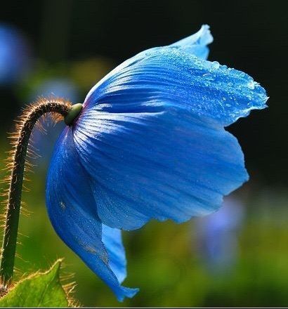 Meconopsis