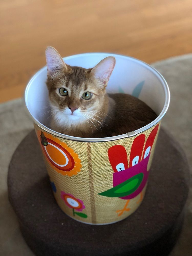 pipikari